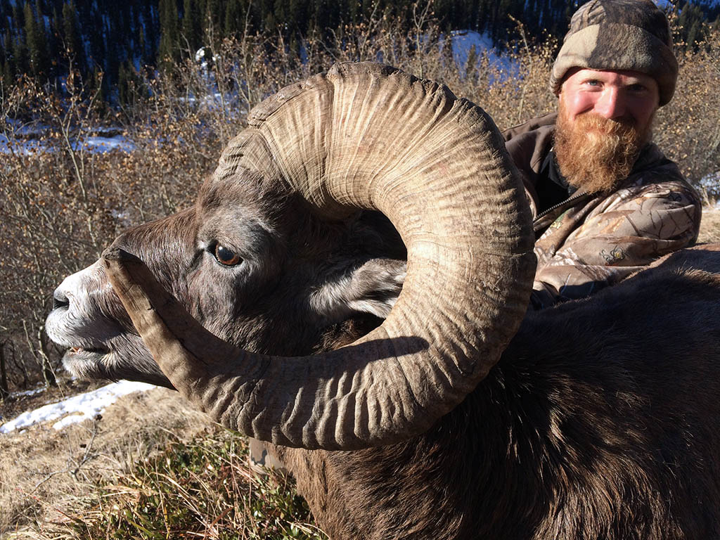 Bighorn Sheep Hunting Outfitters Alberta Canada 14 Day Exciting