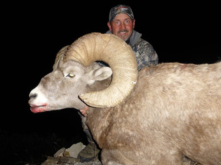 Timberline-Guiding-Bighorn-Sheep-Hunting4