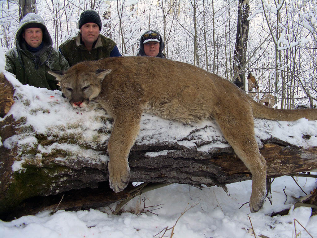 Timberline Guiding Cougar Hunting15