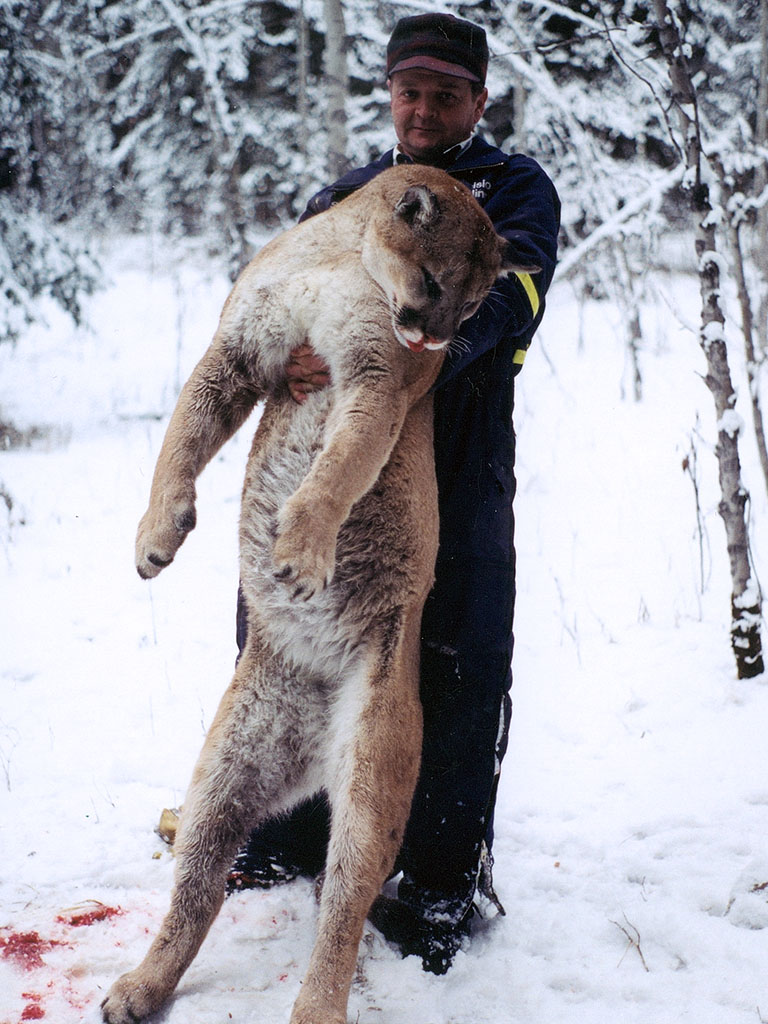 Timberline-Guiding-Cougar-Hunting22