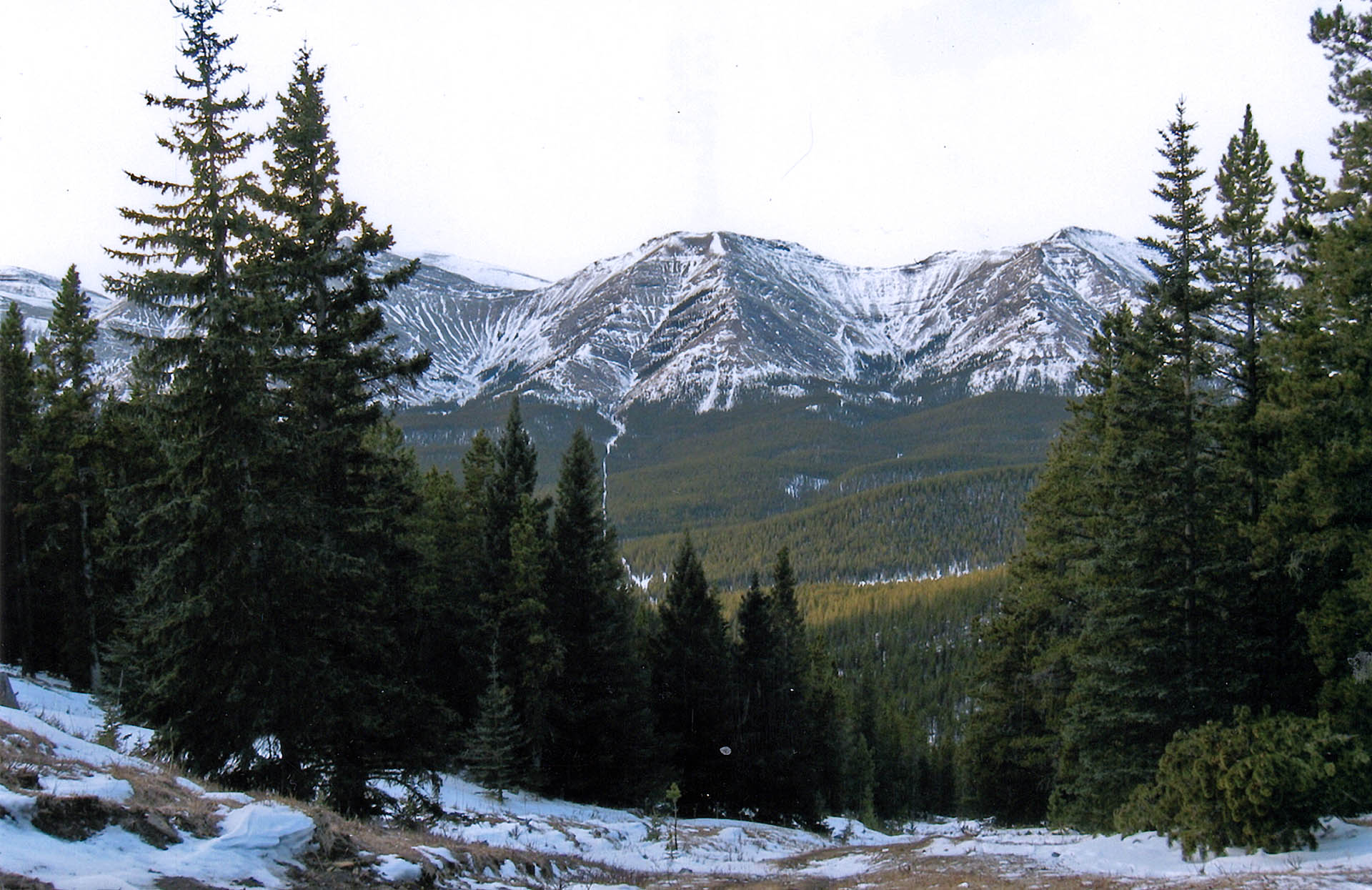 Timberline Guiding Alberta Hunting Outfitters